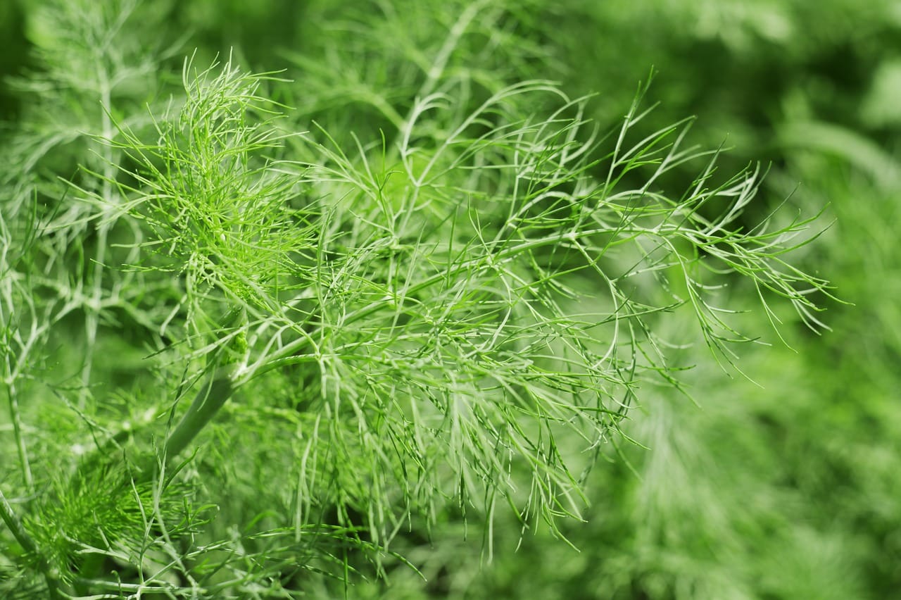 Free Plants Summer photo and picture