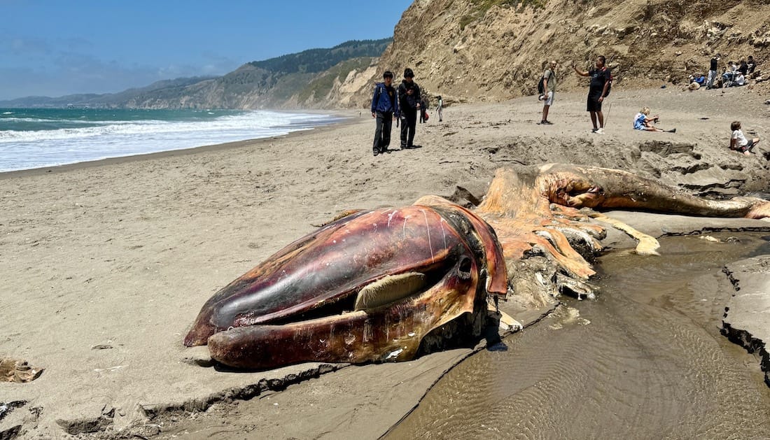 Photograph of a decaying whale corpse on a sandy beach. In the background are several vague people in various configurations. Behind everything is a clear blue sky.