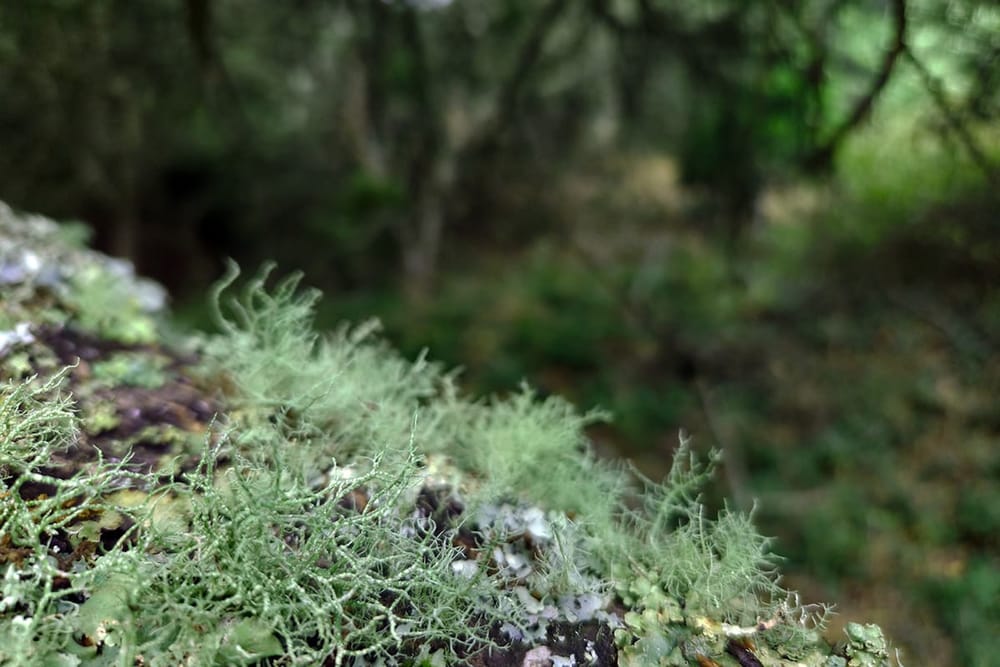 Trail Textures