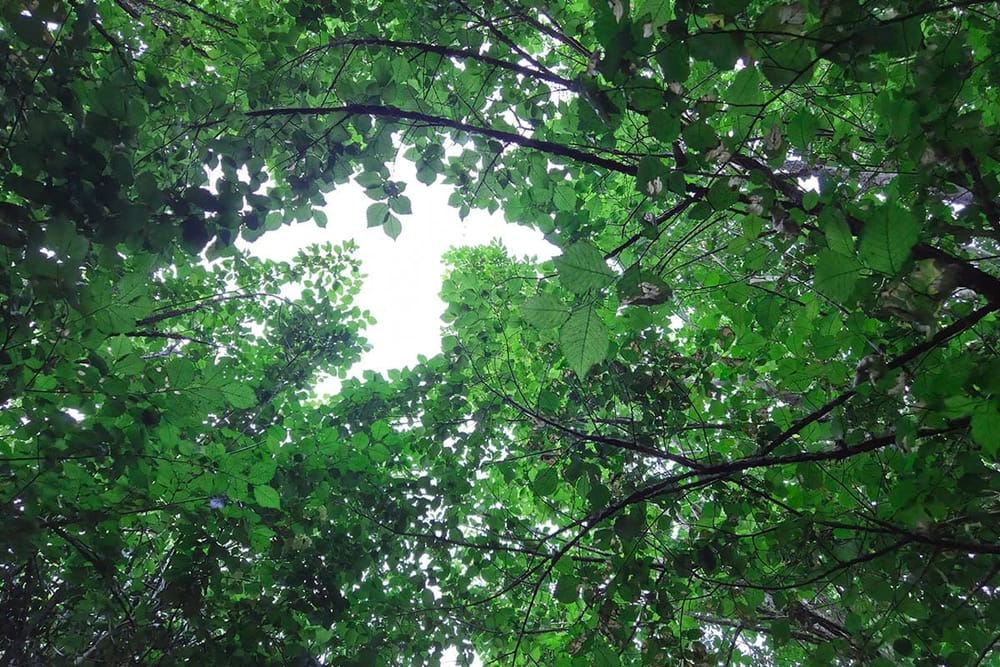 Forest floor with light through canopy