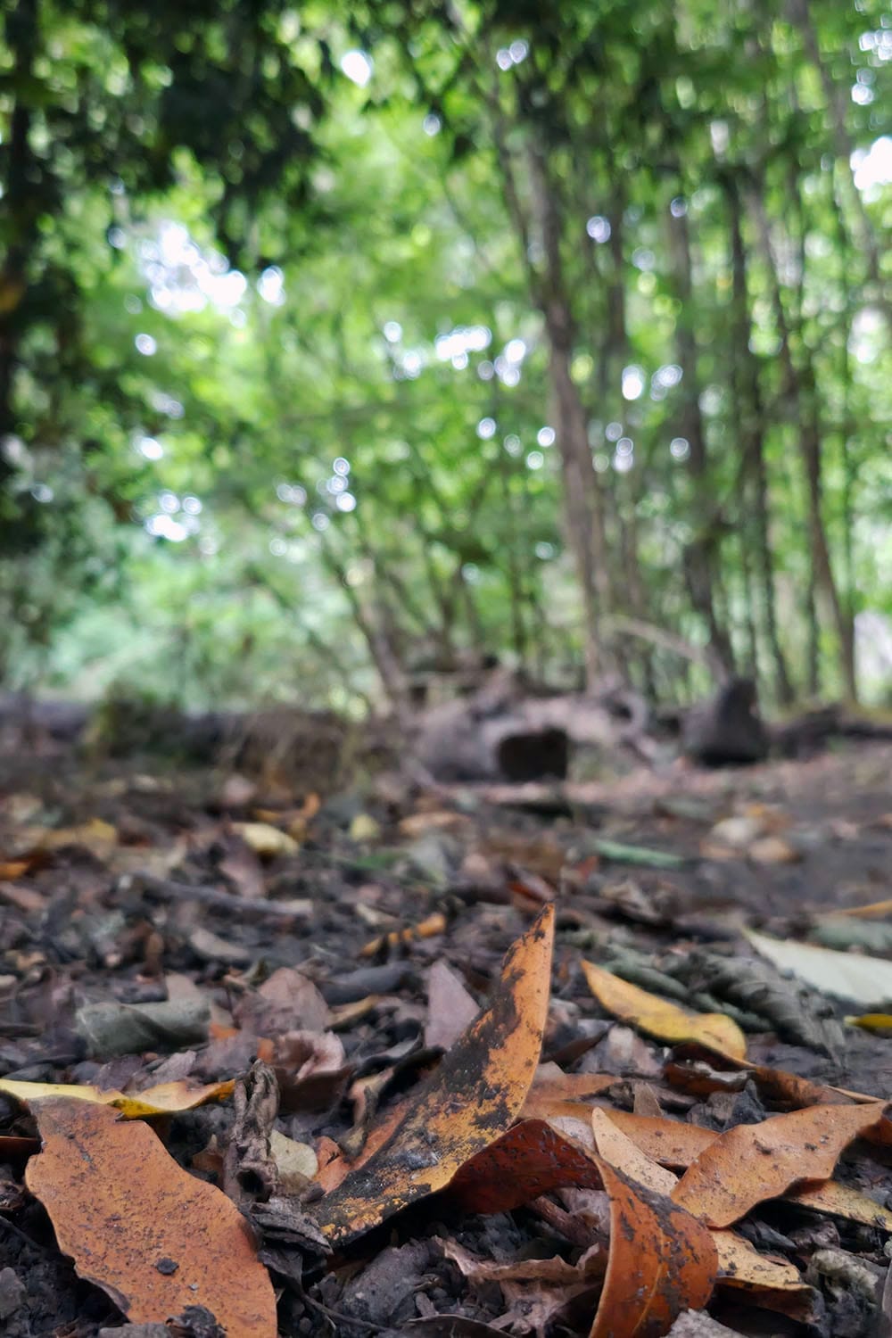 Forest floor scattered with bark, fallen leaves, and small fragments.