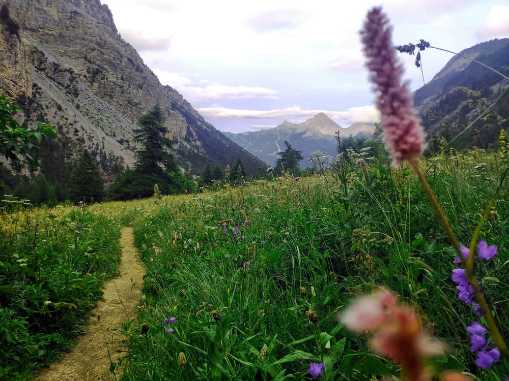 trailside wildflowers, steep mountain in distance