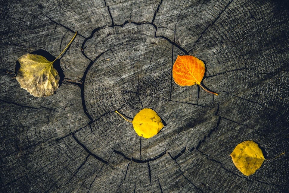 four autumn leaves over tree rings