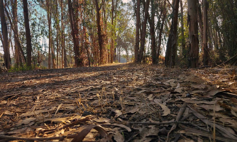 low angle view of leaf covered trail between row of tree on either side