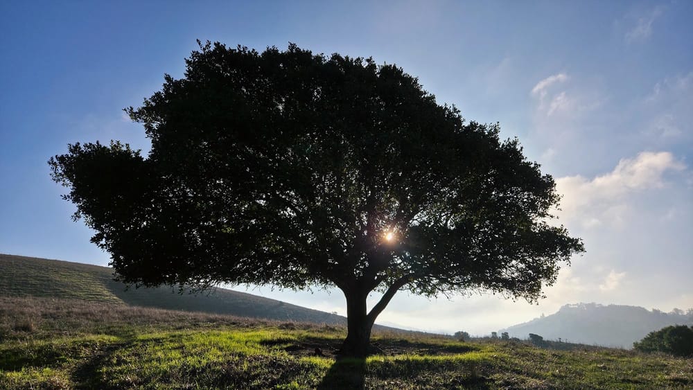 Mature oak tree in morning light, sun breaking through branches. Rolling hills in background, open grassland. Peaceful, grounded, still.