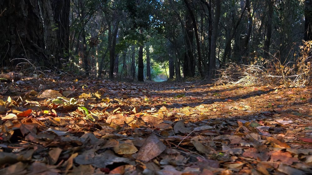 fall leaves cover trail floor though row of trees on either side