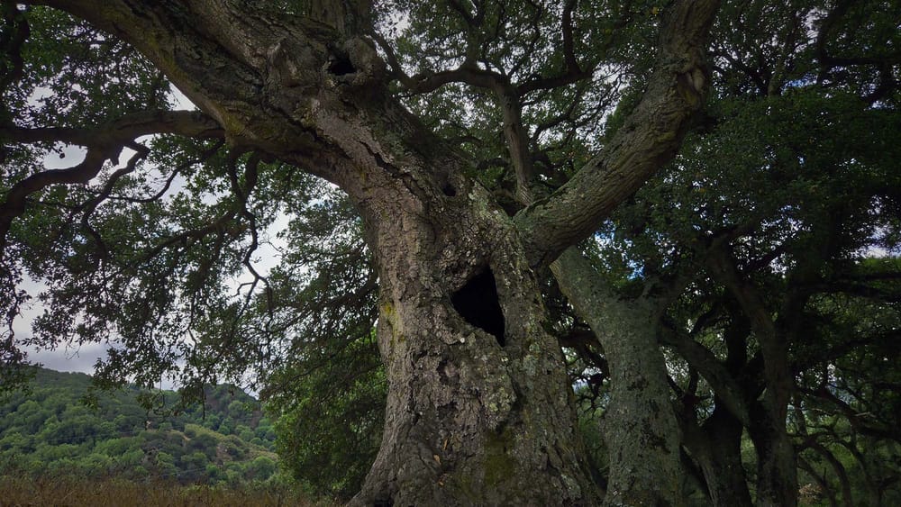 Oak tree with large hollow opening in trunk, surrounded by spreading canopy and moss-covered. bark,