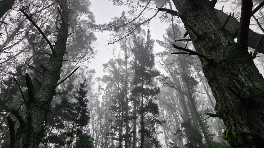 The Stillness Between the Steps