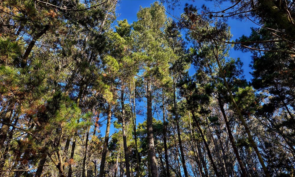 Your Are Not Your Body, Nor Your Pain