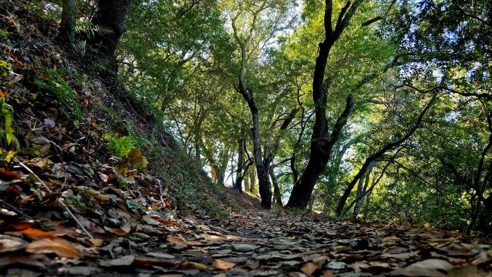 Trail path at ground level with fallen leaves and leaf litter in foreground, leading forward through dappled forest light