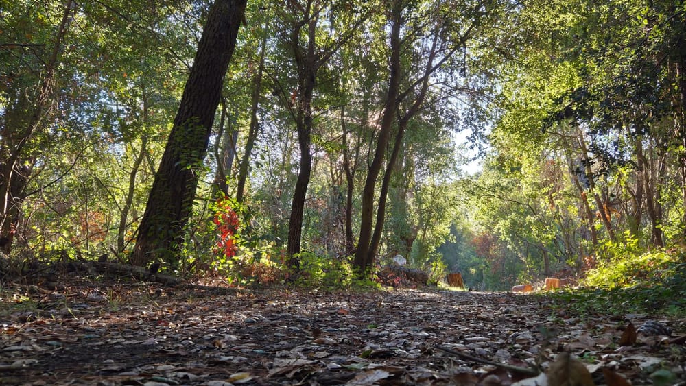 Low angle view of a flat trail covered in fall leaves, mid-morning light filtering through trees