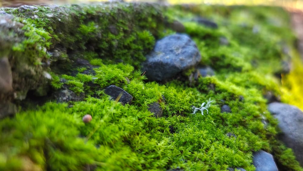 Close-up of vibrant moss covering stones and bark, with varied textures and depth, soft focus background