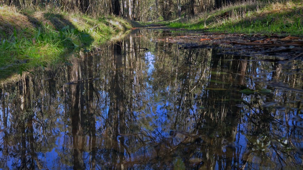 Trail puddle reflecting trees and sky after rains