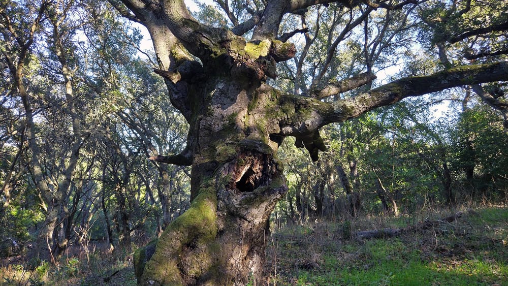 Ancient gnarled oak tree with twisted, moss-covered branches spreading against a dappled forest backdrop