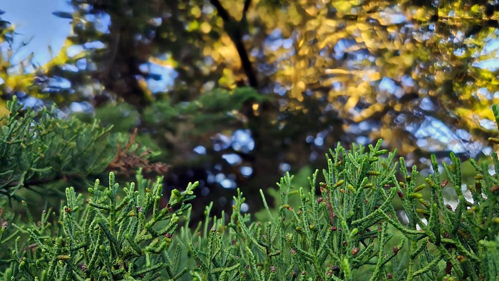 Close up pine tree in foreground blues sky and trees in background