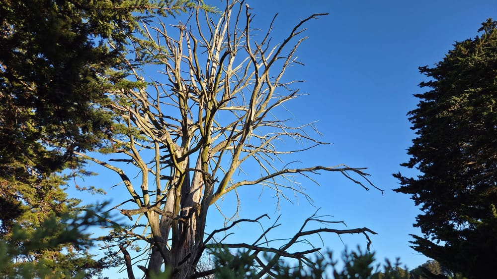 The Paradox of Necessary Grief