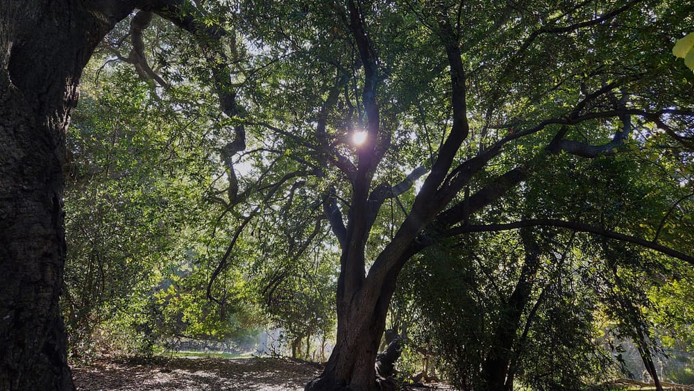 The Stillness Between the Steps