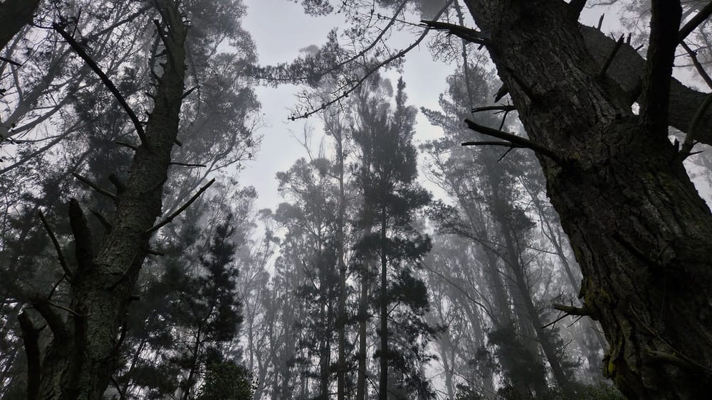 Aliveness at the Edge