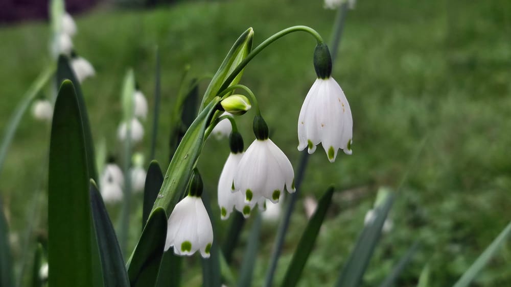 Bloom Magic