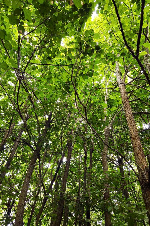 soft light tree canopy