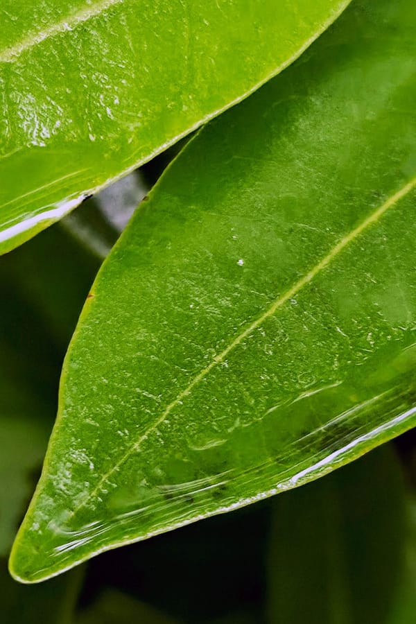 dew-covered leaf in soft early light