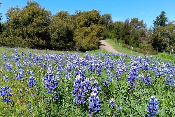 field of trailside lupines in spring
