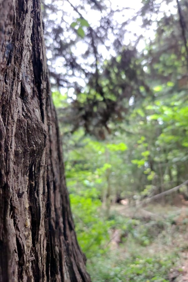 Close view of mature tree bark, deep ridges and textures.