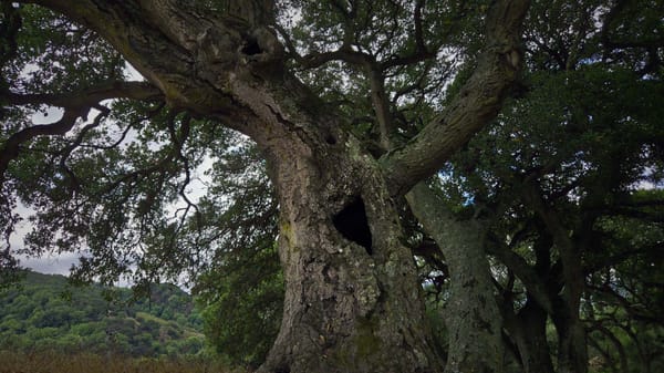 Oak tree with large hollow opening in trunk, surrounded by spreading canopy and moss-covered. bark,