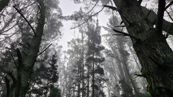 The Stillness Between the Steps
