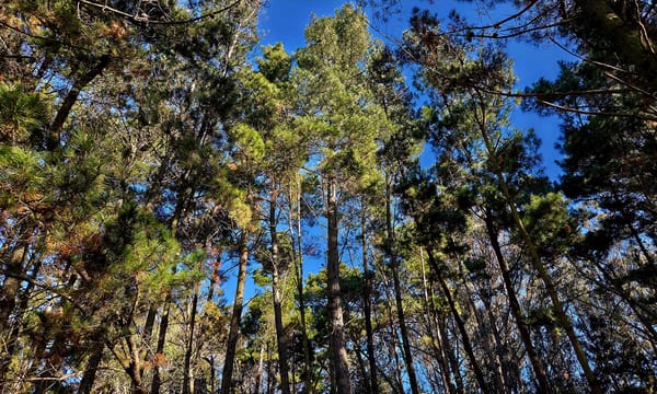 Your Are Not Your Body, Nor Your Pain