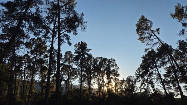 Early morning light breaking through a dark treeline, silhouetted pines against dawn sky