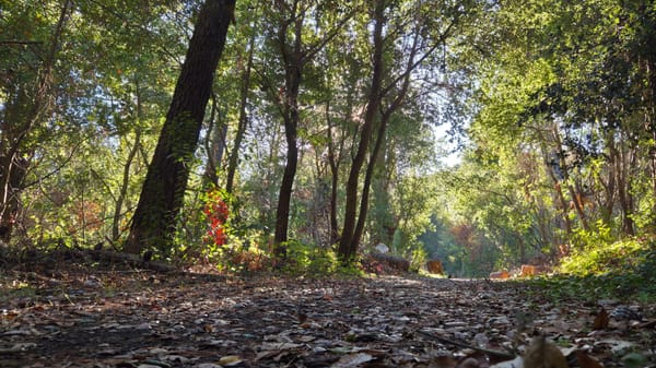 Low angle view of a flat trail covered in fall leaves, mid-morning light filtering through trees