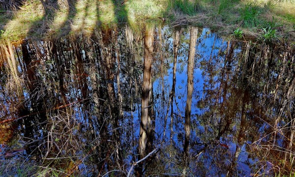 Eucalyptus grove reflected in puddle after rain, trees inverted in still water with afternoon sunlight.