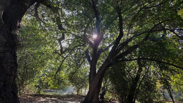 The Stillness Between the Steps