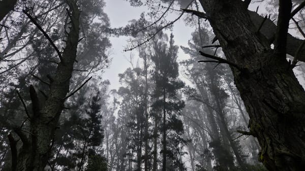 Aliveness at the Edge