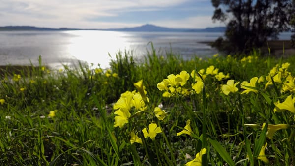 February shoreline bloom at Point Pinole overlooking SF bay, Mount Tamalpais in the distance.