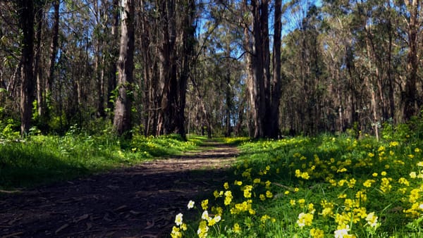 Adaptive Trailcraft: Post-Flare Skin Debt