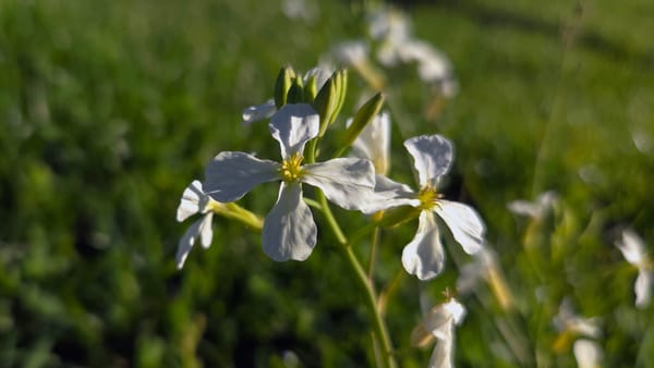 Wild radish in afternoon light on Wildcat Canyon