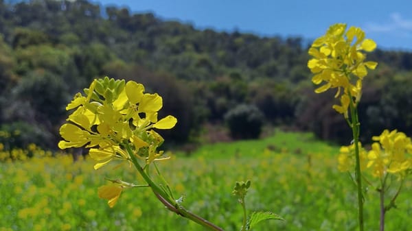 A Season in Bloom