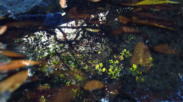 The Forest Reflects