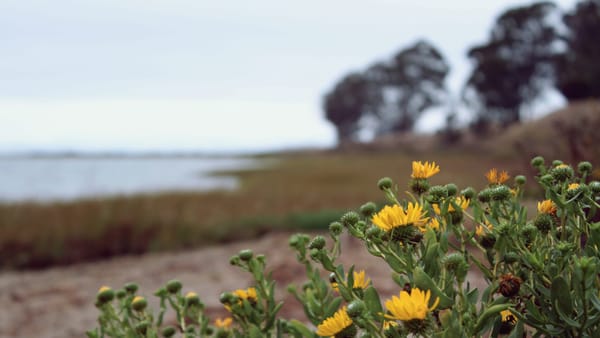 2026 Wildflower Gallery: April - September
