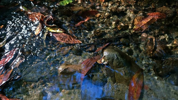 Oh, the Water