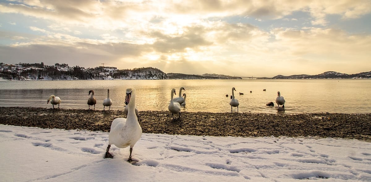 Stort matprosjekt, skianleggene fylles opp, ferge til Nederland,..