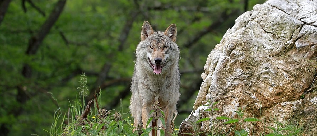 Slutt for Namsskogan familiepark, usikker framtid for hotellhøgskolen, knallår for Voss,..